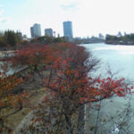 大川沿いの紅葉